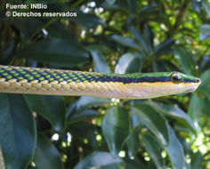 Image de Leptophis mexicanus A. M. C. Duméril, Bibron & A. H. A. Duméril 1854