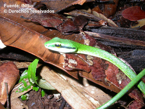 Image of Irregular Green Snake