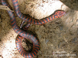 Leptodeira rubricata (Cope 1893) resmi