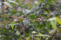 Image of Purple Finch