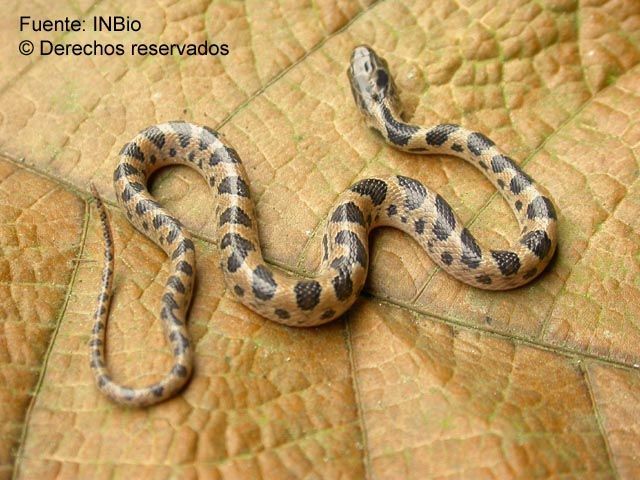 Image of cat-eyed snakes