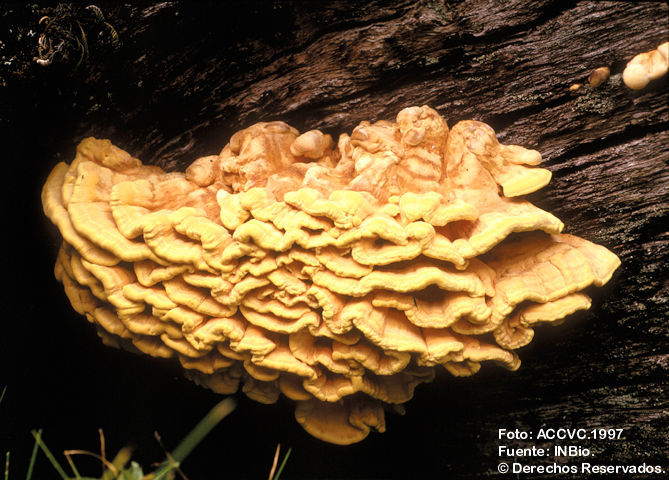 Image de Laetiporus