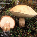 Image of Leccinum monticola Halling & G. M. Muell. 2003