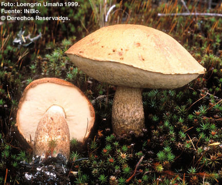 Sivun Leccinum monticola Halling & G. M. Muell. 2003 kuva