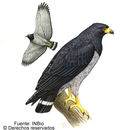 Image of barred hawk