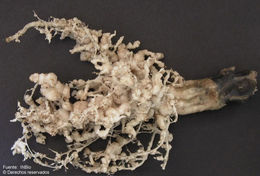 Image of Root knot nematodes