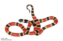 Image of Black-banded Coral Snake