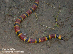 Image of Black-banded Coral Snake