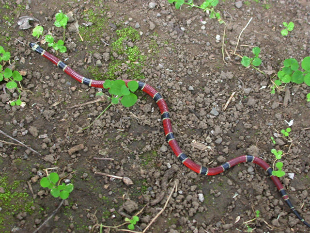 Image of Black-banded Coral Snake