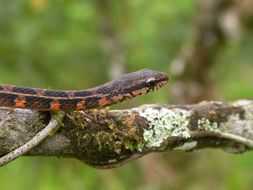 Image of Mastigodryas Amaral 1935