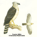 Image of Crested Eagle