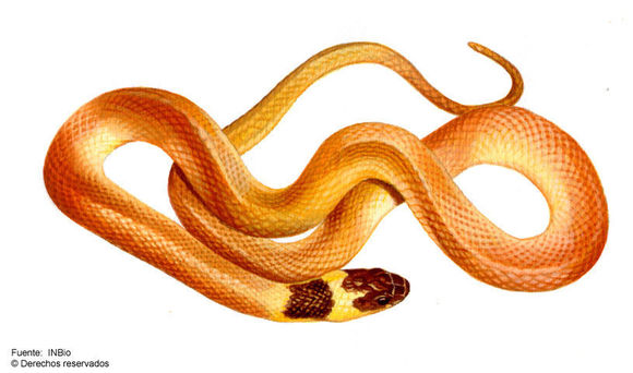 Image of Redback Coffee Snake