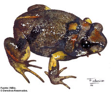 Image of Dwarf Frogs