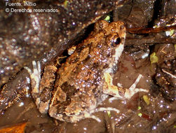 Image of Dwarf Frogs
