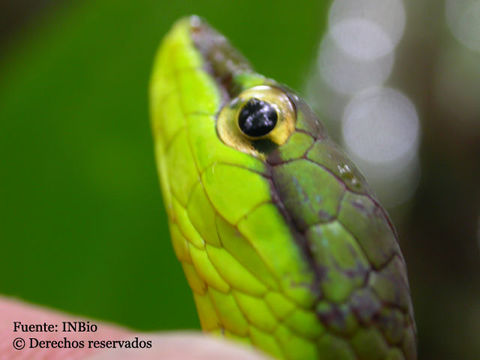 Image of Cope's Vine Snake