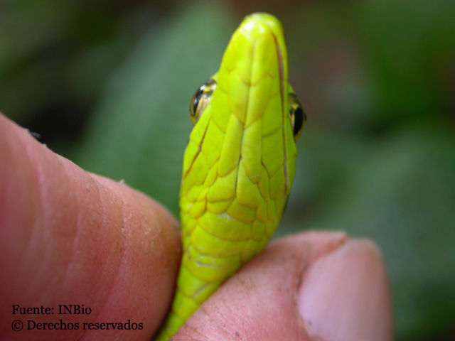 صورة Oxybelis brevirostris (Cope 1861)