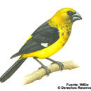 Image of Black-thighed Grosbeak