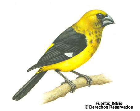 Image of Black-thighed Grosbeak