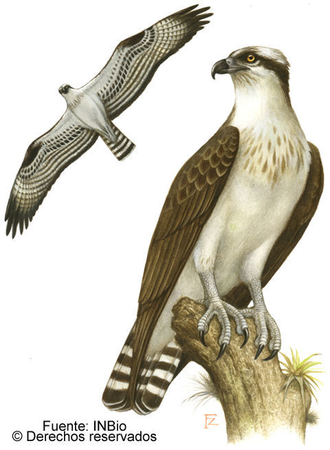 Image of ospreys