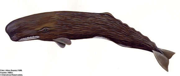 Image of sperm whales