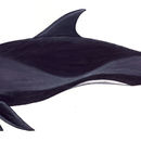 Image of Many-toothed Blackfish