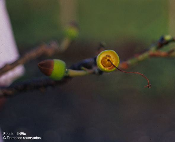 Image de Pseudobombax septenatum (Jacq.) Dugand