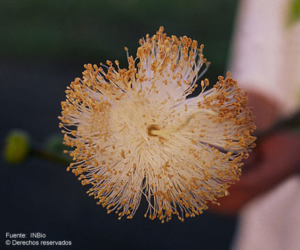 Image of Pseudobombax septenatum (Jacq.) Dugand