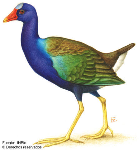 Image of American Purple Gallinule