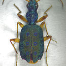 Image of Quammen"s green mountain beetle