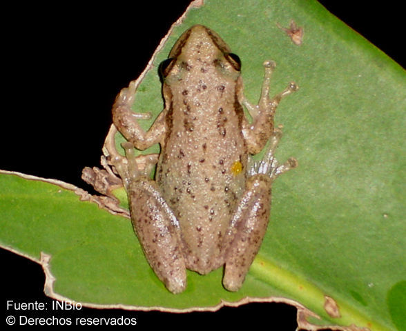 Image of Stauffer's Long-nosed Treefrog