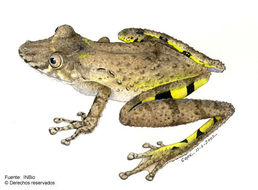 Image of Boulenger's Snouted Treefrog