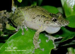 Image of Boulenger's Snouted Treefrog