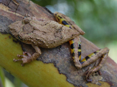 Image of Boulenger's Snouted Treefrog