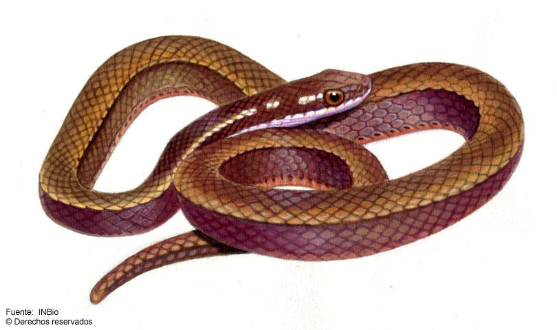 Image of Adorned Graceful Brown Snake