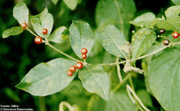 Plancia ëd Rauvolfia tetraphylla L.