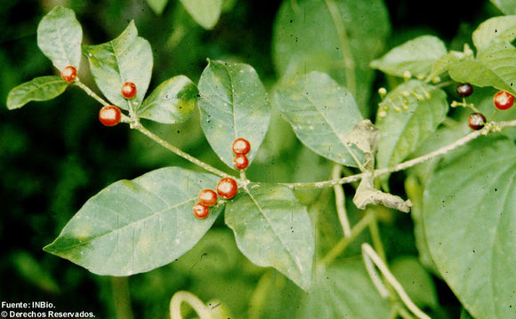 Image de Rauvolfia tetraphylla L.