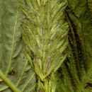 Image of Razisea citrina D. N. Gibson