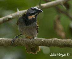 Image of Buff-throated Saltator