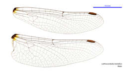 Image of Lathrocordulia metallica Tillyard 1911