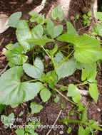 Image of Spananthe paniculata Jacq.