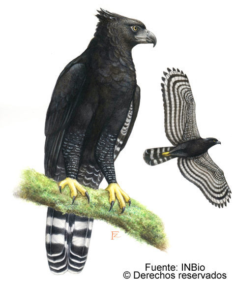 Image of Spizaetus Vieillot 1816