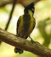 Image de Mésange jaune