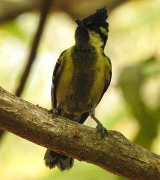 Image de Mésange jaune