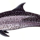 Sivun Atlantintäplädelfiini kuva
