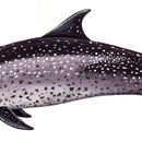 Image of Atlantic Spotted Dolphin