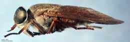 صورة <i>Tabanus vittiger guatemalanus</i> Hine 1906