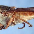 صورة <i>Tabanus vittiger guatemalanus</i> Hine 1906