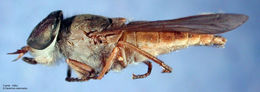 صورة <i>Tabanus vittiger guatemalanus</i> Hine 1906