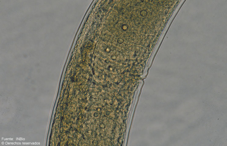 Image of <i>Thalassogenus brzeskii</i> Loof, P. A. A & A & Zullini 2000