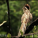 Image of American Striped Cuckoo